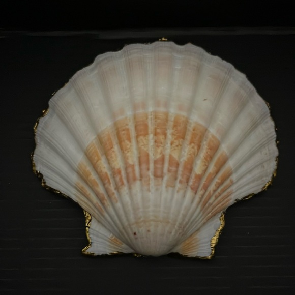 🐚Seashell 🐚 - Picture 4 of 6